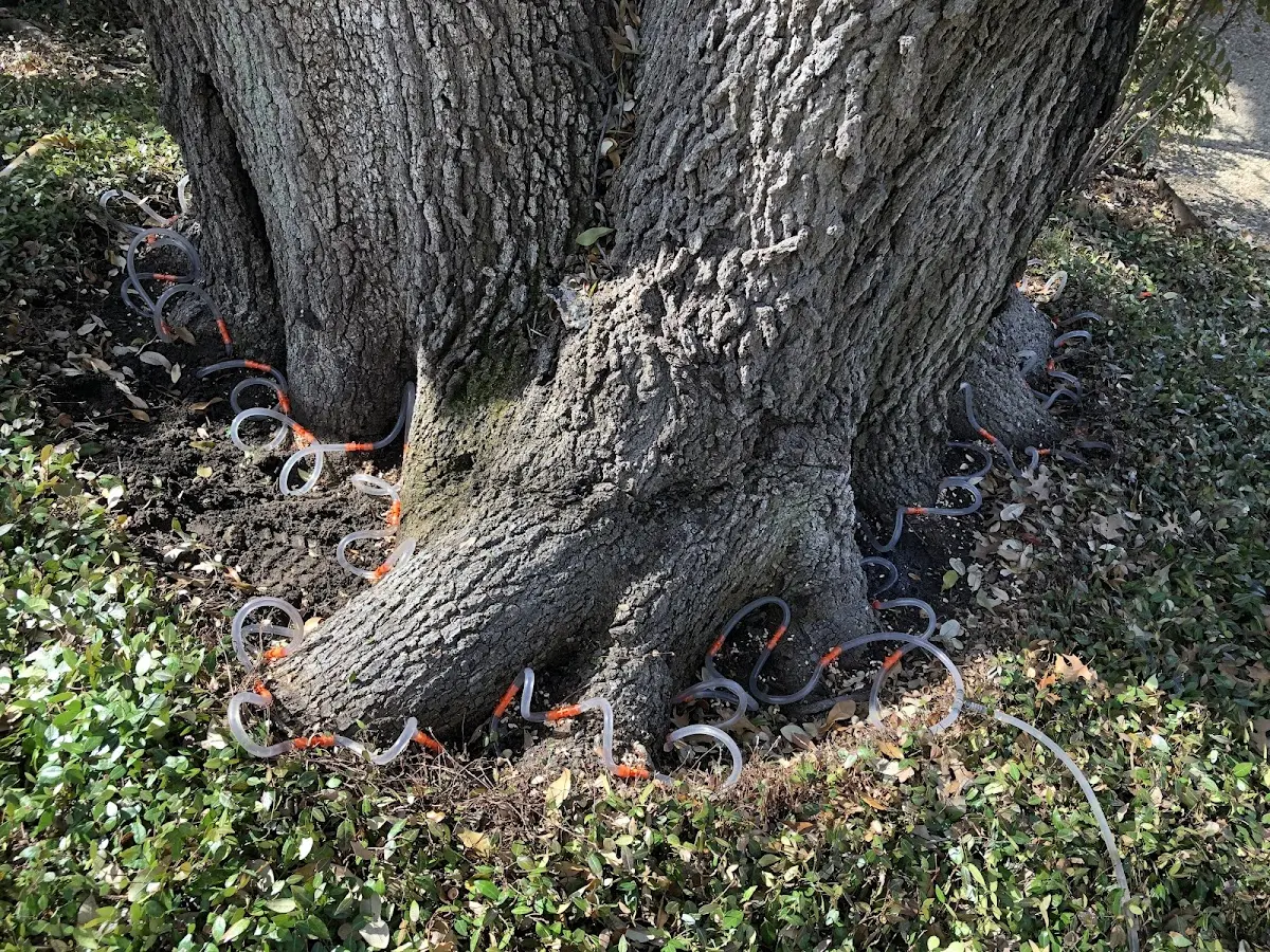 Detailed Tree Cabling and Bracing job site in Debary